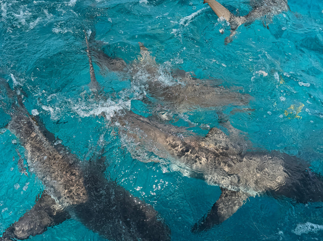Bimini Blue Adventures-Bailey Town必去景点