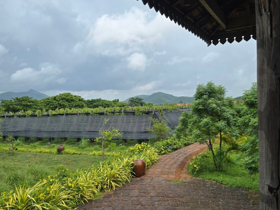胡椒种植园-贡布必去景点