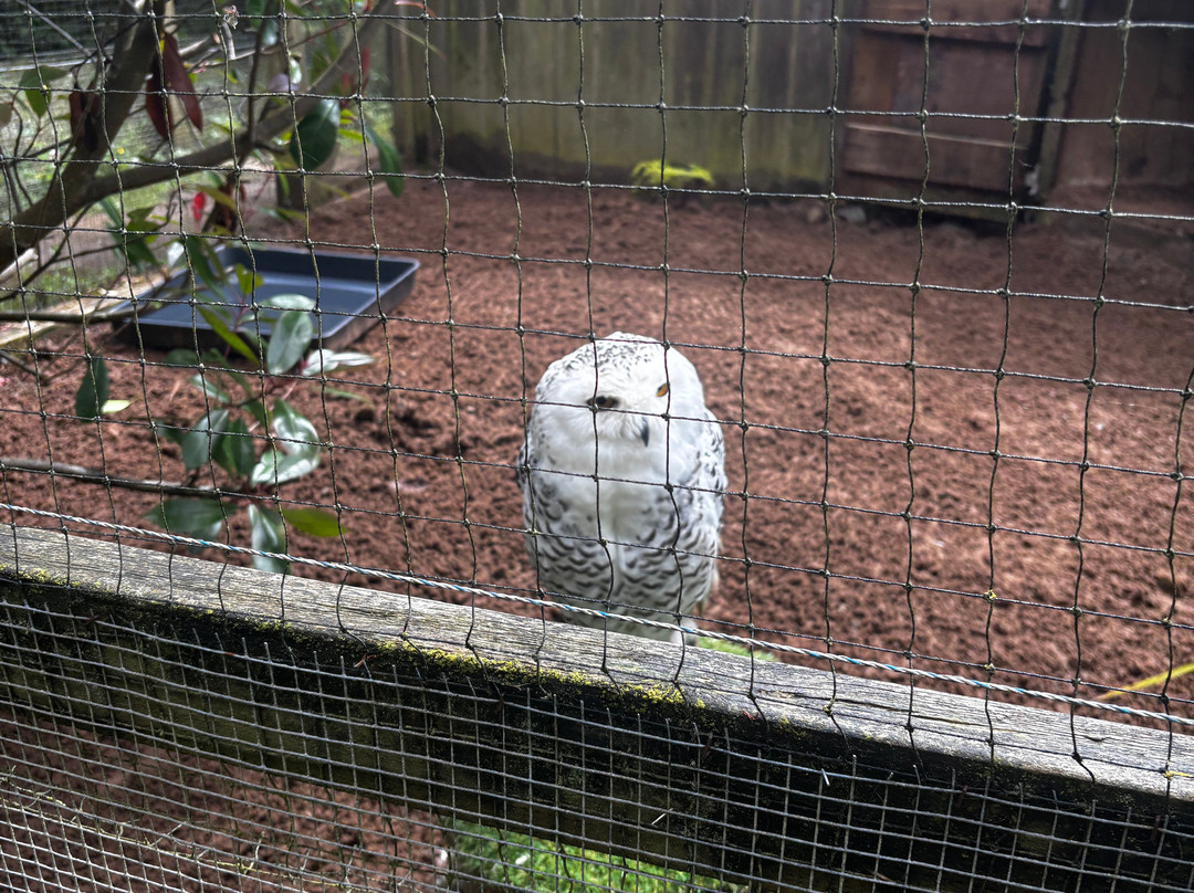 World of Owls-Randalstown必去景点