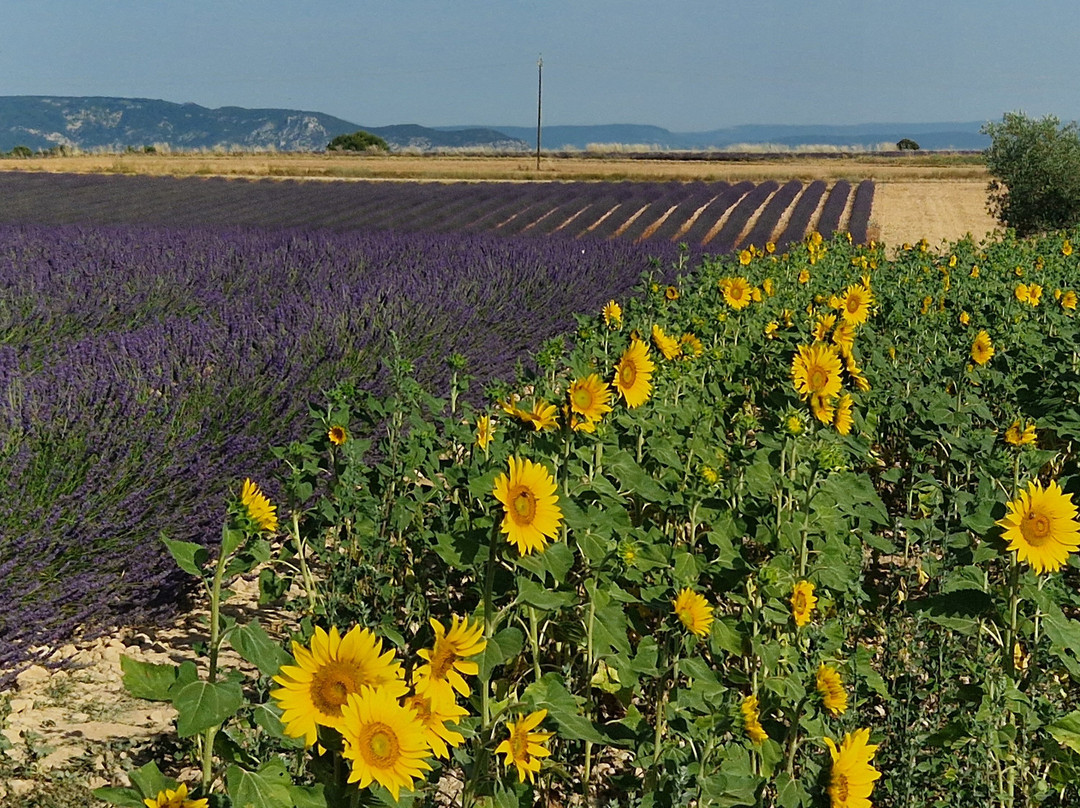 Plateau de Valensole-瓦朗索勒必去景点