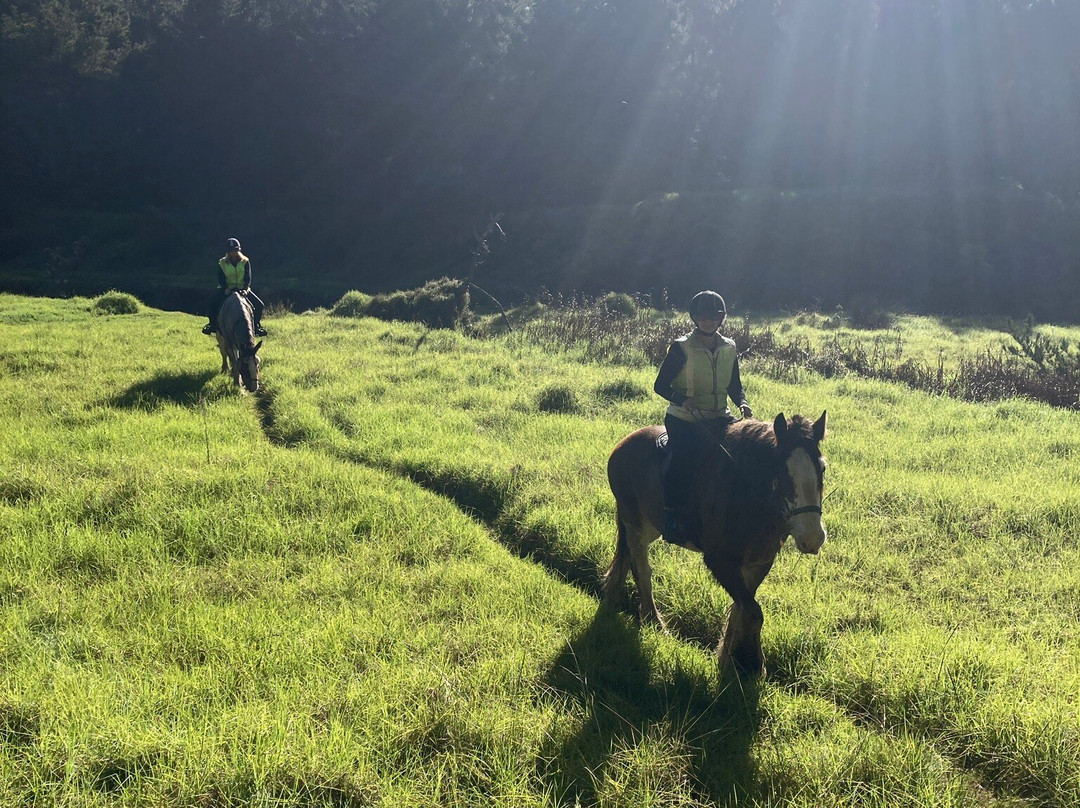 Muriwai Beach Horse Treks-穆里怀海滩必去景点