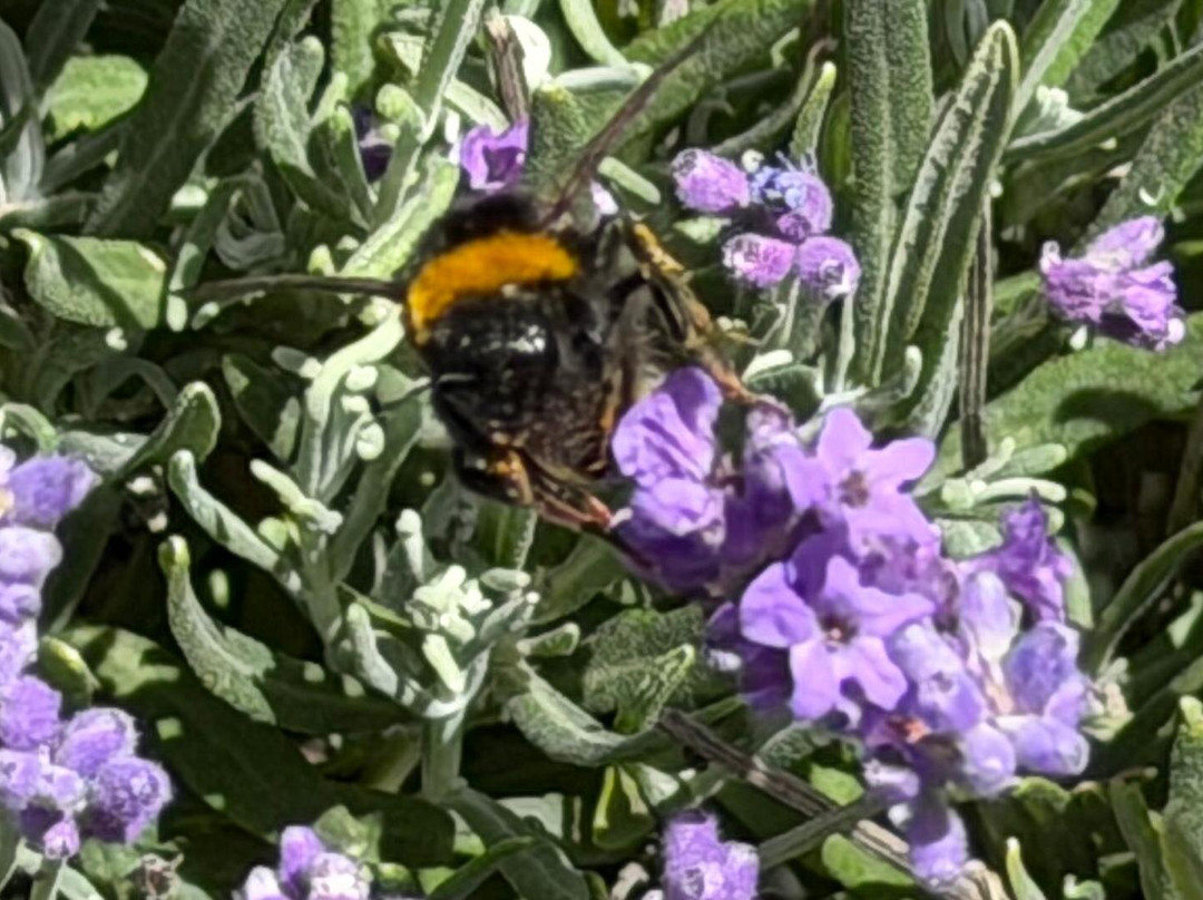 Mayfield Lavender Farm-Banstead必去景点