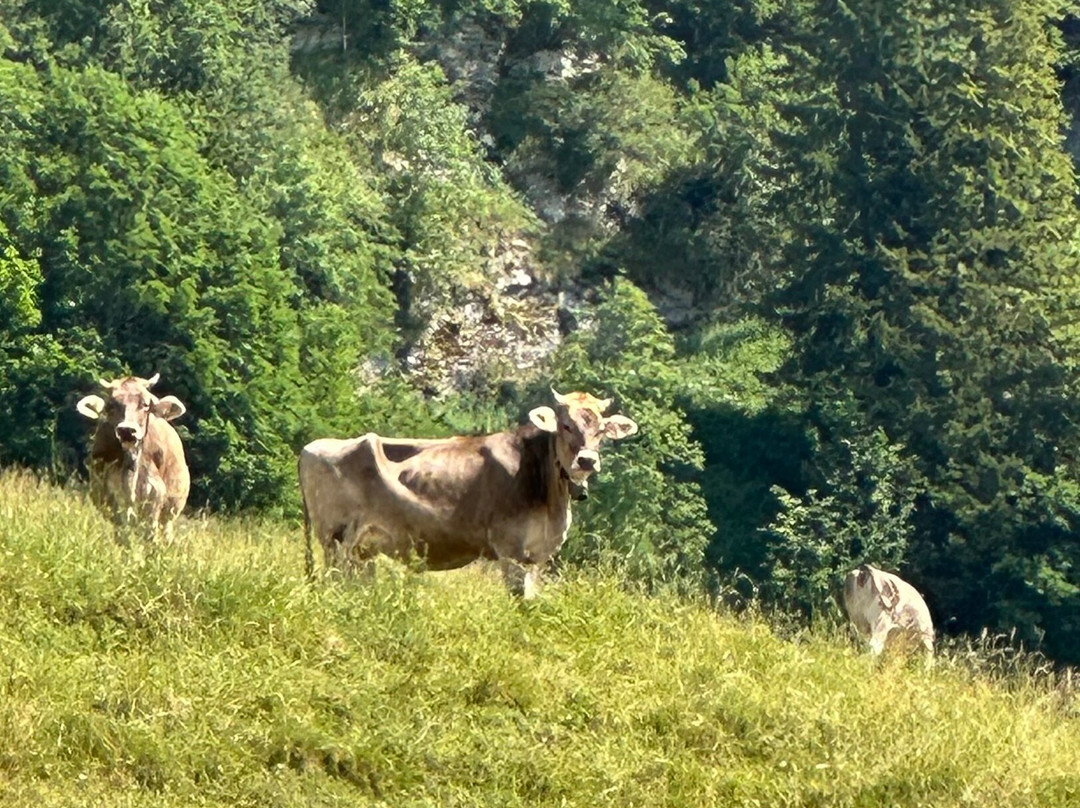 Hoher Kasten-Bruelisau必去景点
