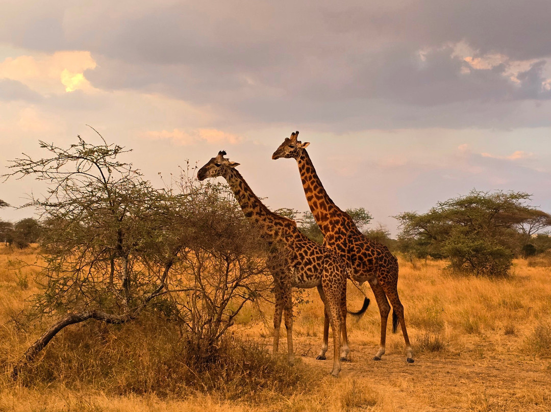 Taswira Africa Safaris-阿鲁沙必去景点
