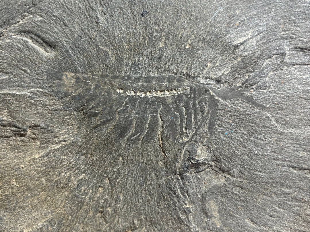 The Burgess Shale Geoscience Foundation-菲尔德必去景点