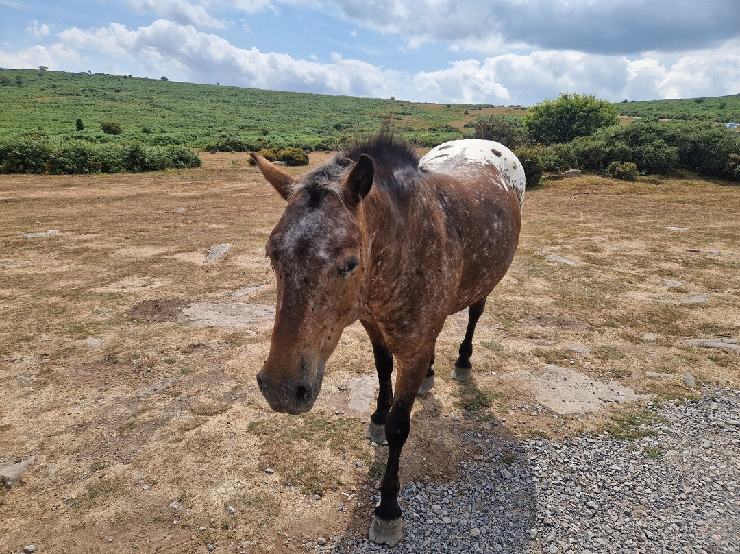 National Park Visitor Centre - Haytor-达特穆尔国家公园必去景点