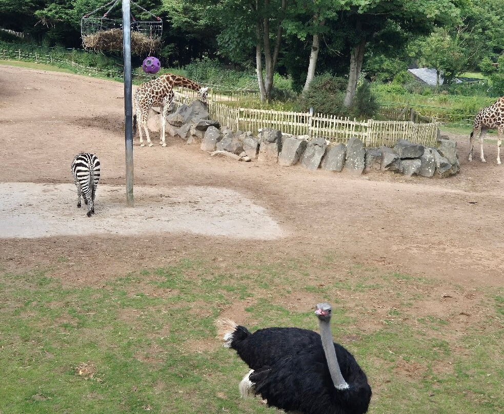 Belfast Zoo-Newtownabbey必去景点