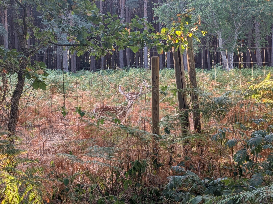 Wellington Country Park-雷丁必去景点