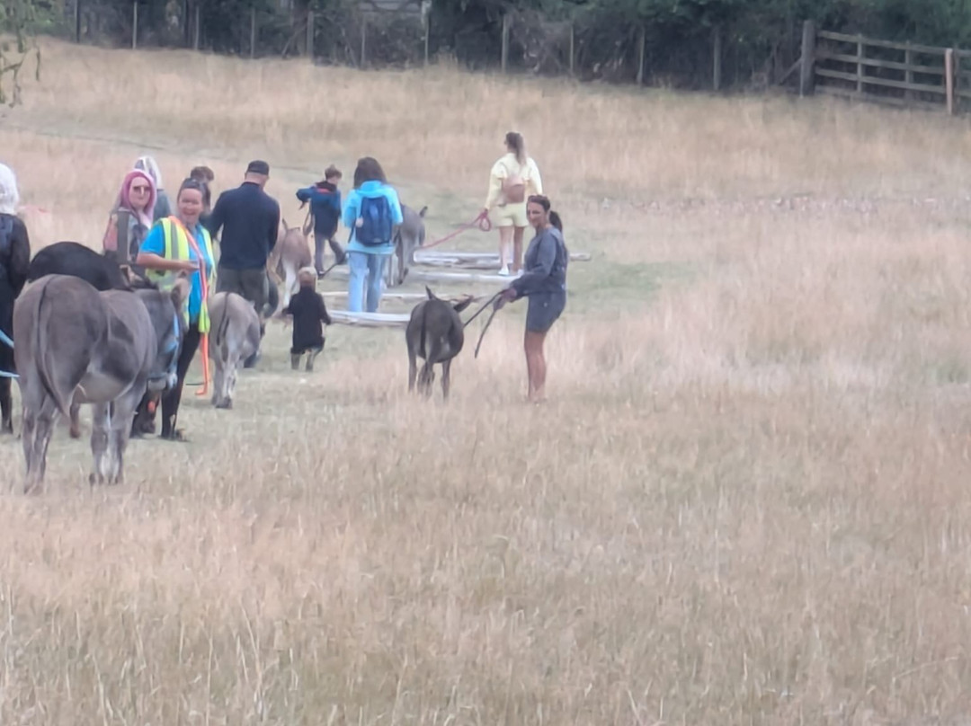 Moel Famau Donkeys-Llanferres必去景点