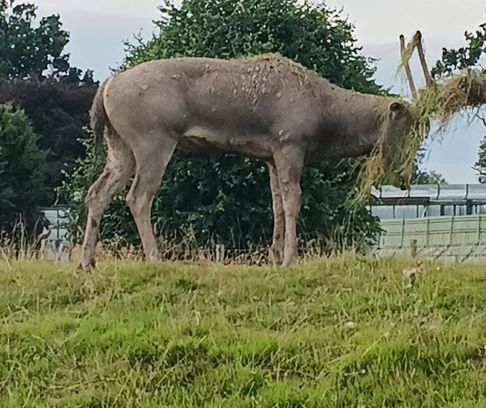 Blair Drummond Safari & Adventure Park-斯特灵必去景点