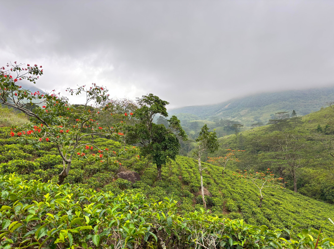 Sri Lanka Knuckles Trekking-康提必去景点