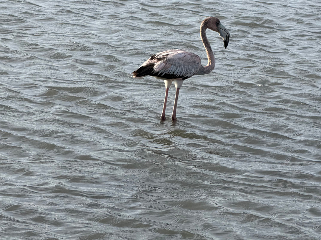 Flamingo Sanctuary Sint Willibrordus-Sint Willibrordus必去景点