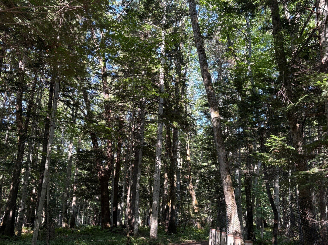 Lake Akan Nature Trail-钏路市必去景点