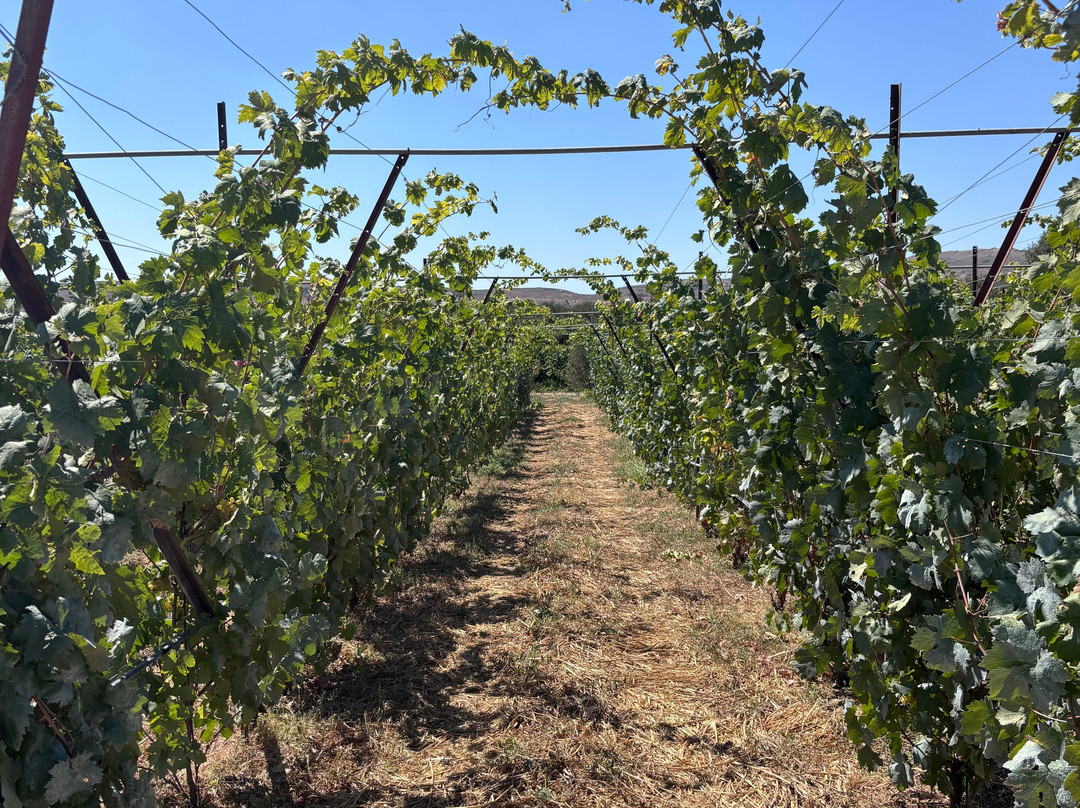 Lyrarakis Winery-伊拉克利翁必去景点