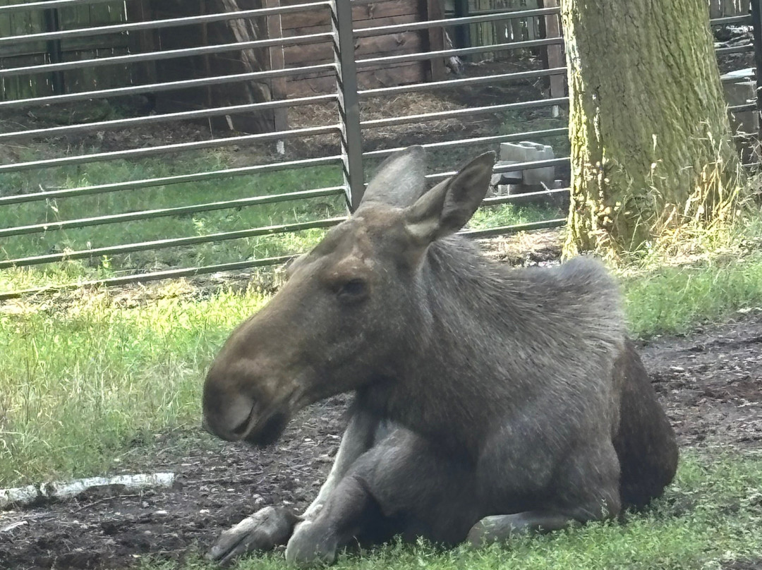 Zoopark Chomutov-霍穆托夫必去景点