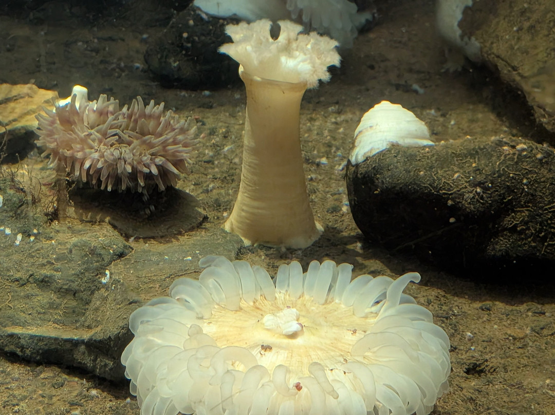 Seaside Aquarium-锡赛德必去景点