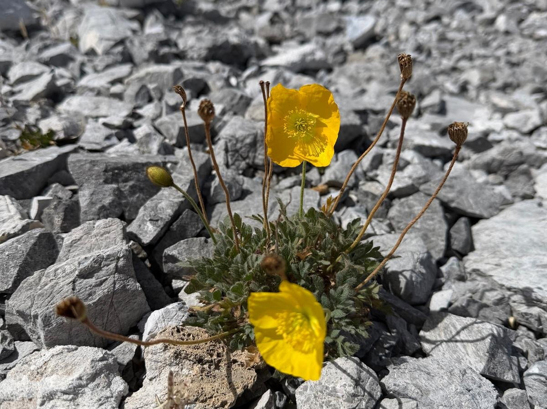 Passo dello Stelvio-博尔米奥必去景点