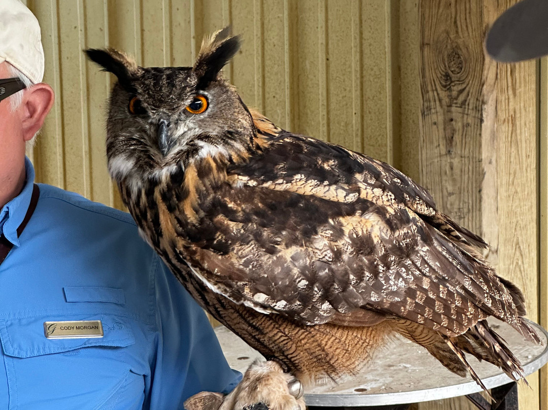 The Greenbrier Falconry-White Sulphur Springs必去景点