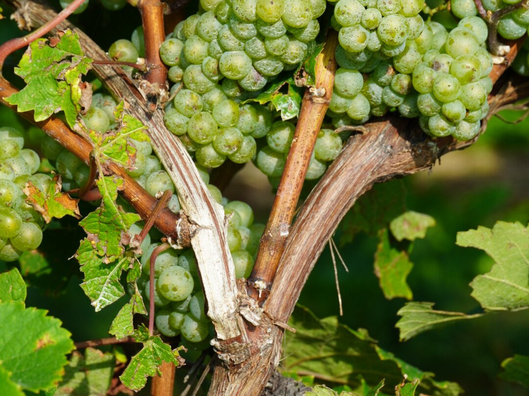 Hinterbrook Winery-滨湖尼亚加拉必去景点