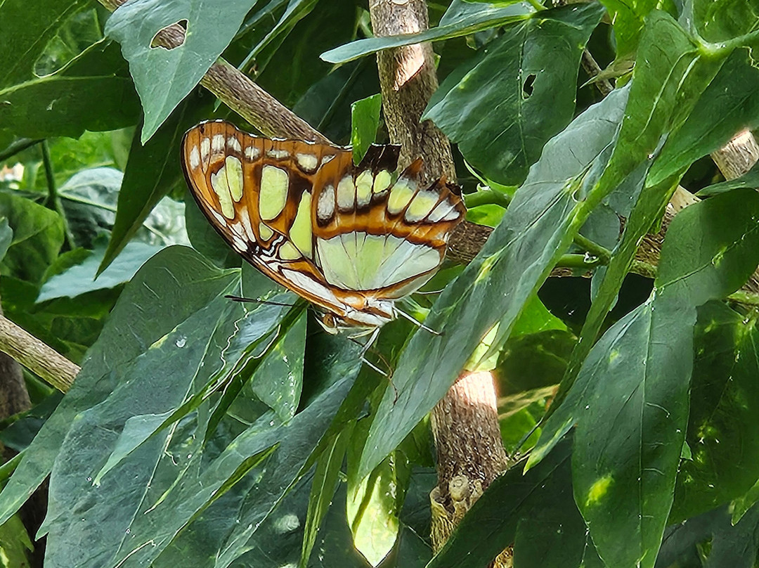 Butterfly Wonderland-斯科茨代尔必去景点