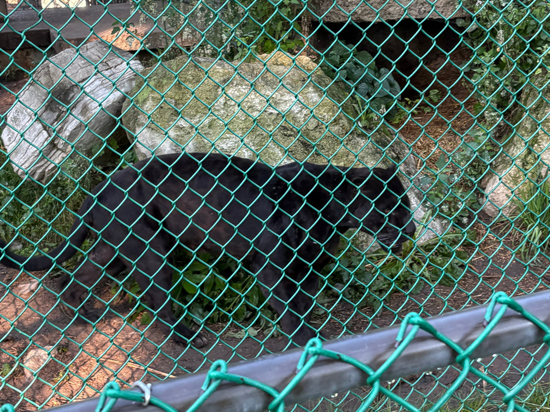 Jungle Cat World Wildlife Park-Orono必去景点