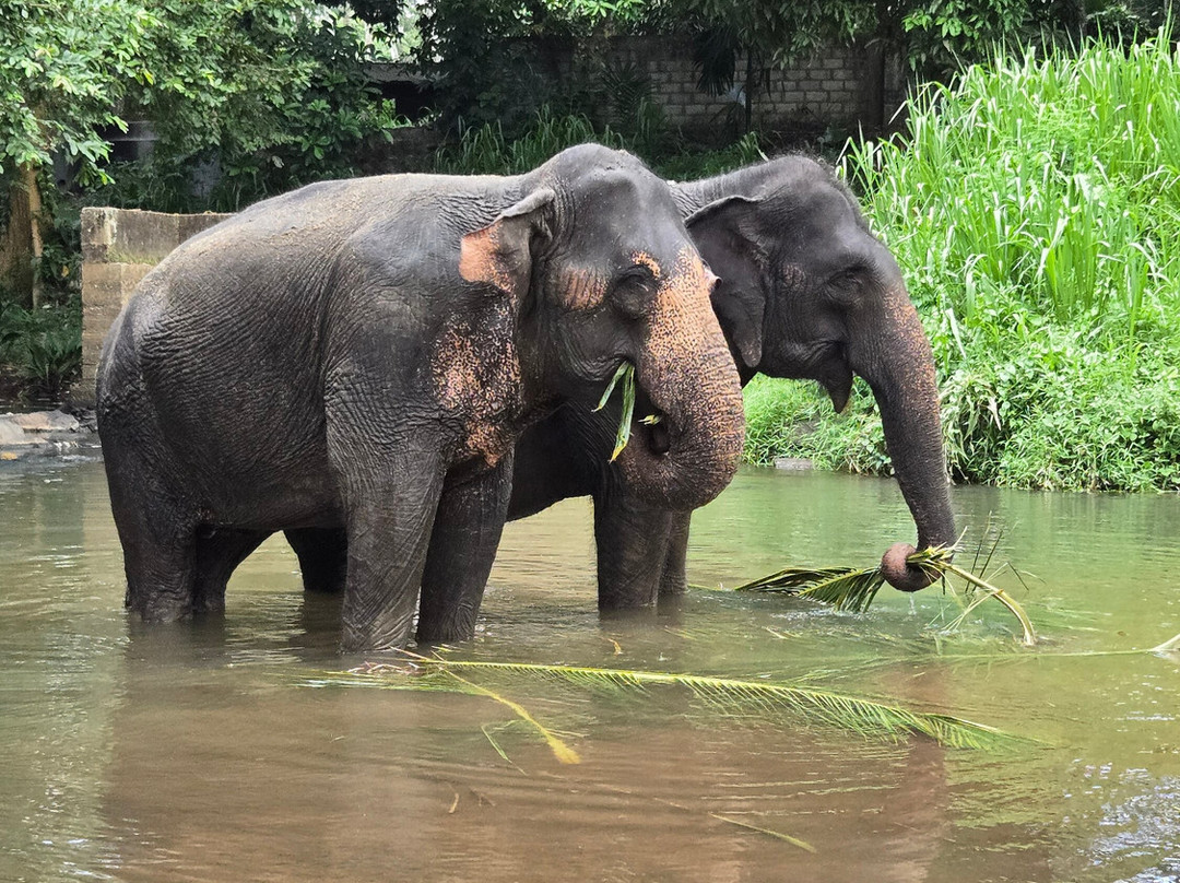 Elephant Freedom Project-凯格勒 必去景点