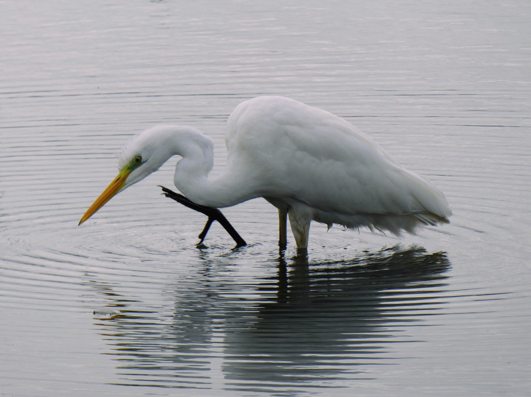 RSPB Leighton Moss Nature Reserve-Silverdale必去景点