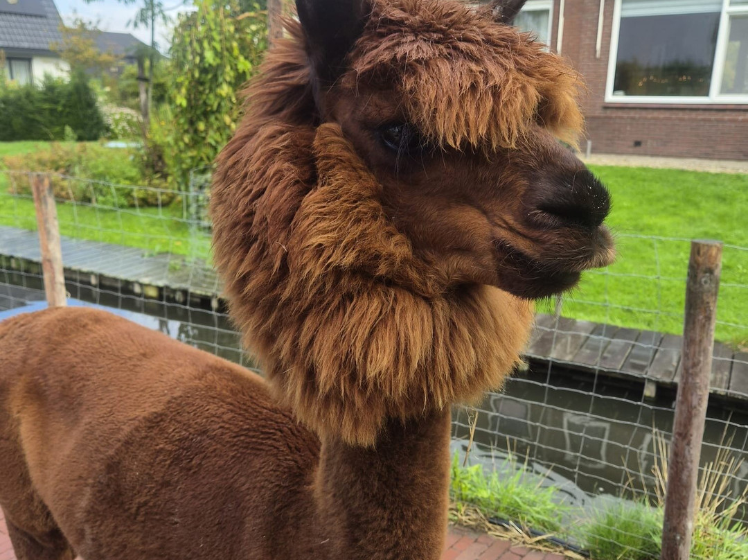 AlpaCasa-Nieuwerkerk aan den Ijssel必去景点