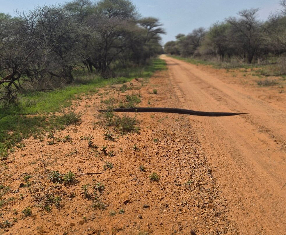 Gaborone Game Reserve-嘉伯隆里必去景点