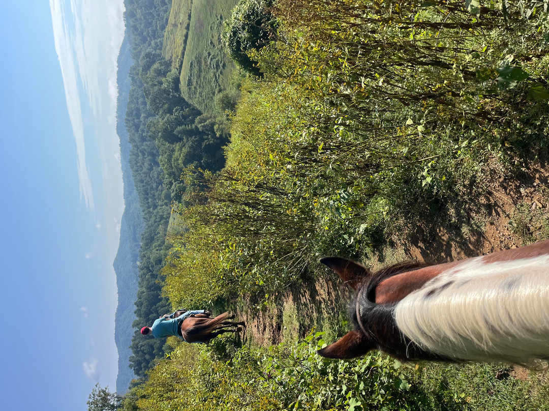 Smoky Mountain Trail Rides and Bison Farm-Marshall必去景点