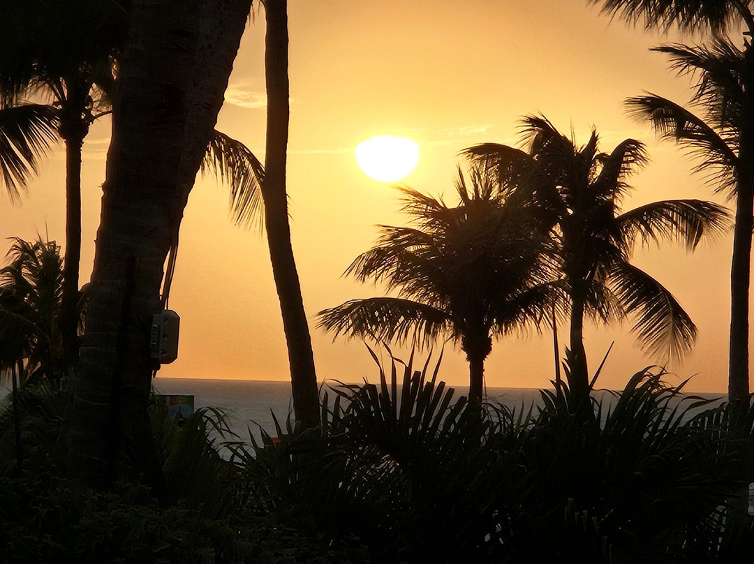 ShinSen Aruba