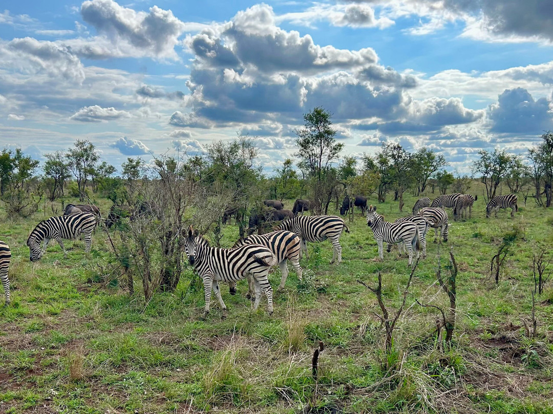 On Safari Africa - Kruger National Park-马里兰必去景点