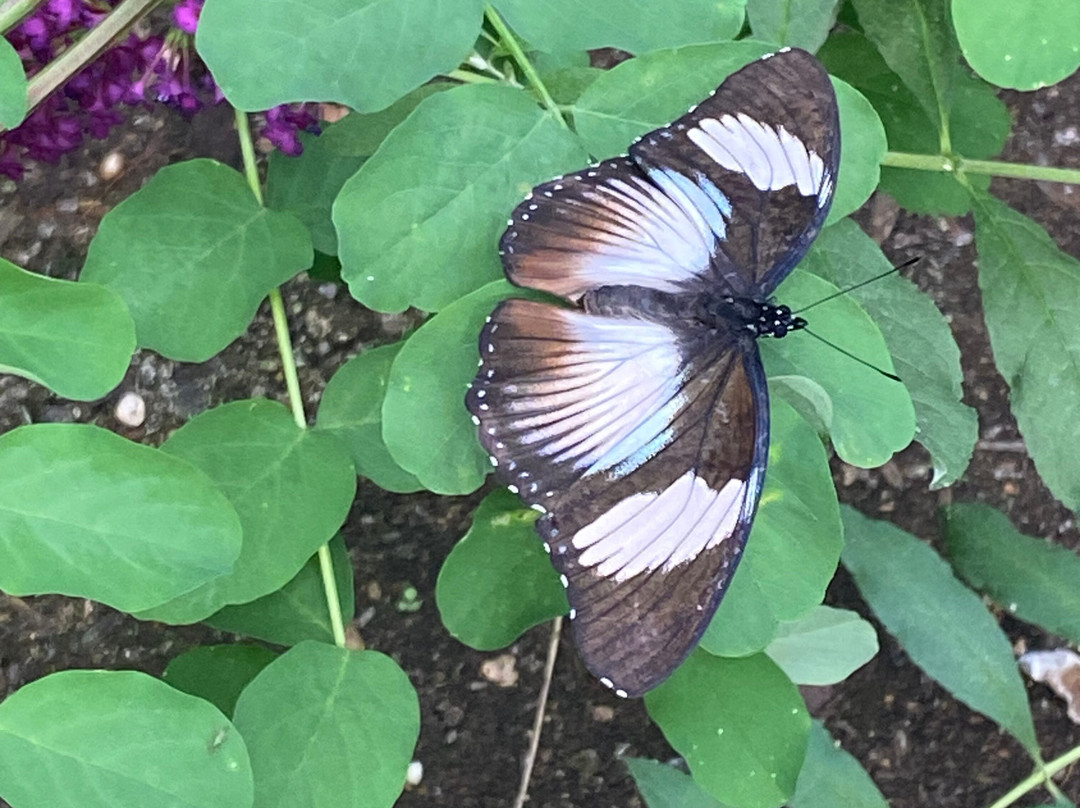 Butterfly World and Fountain World-Wootton必去景点