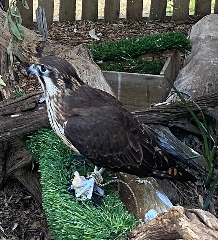 Raptor Refuge-Kettering必去景点