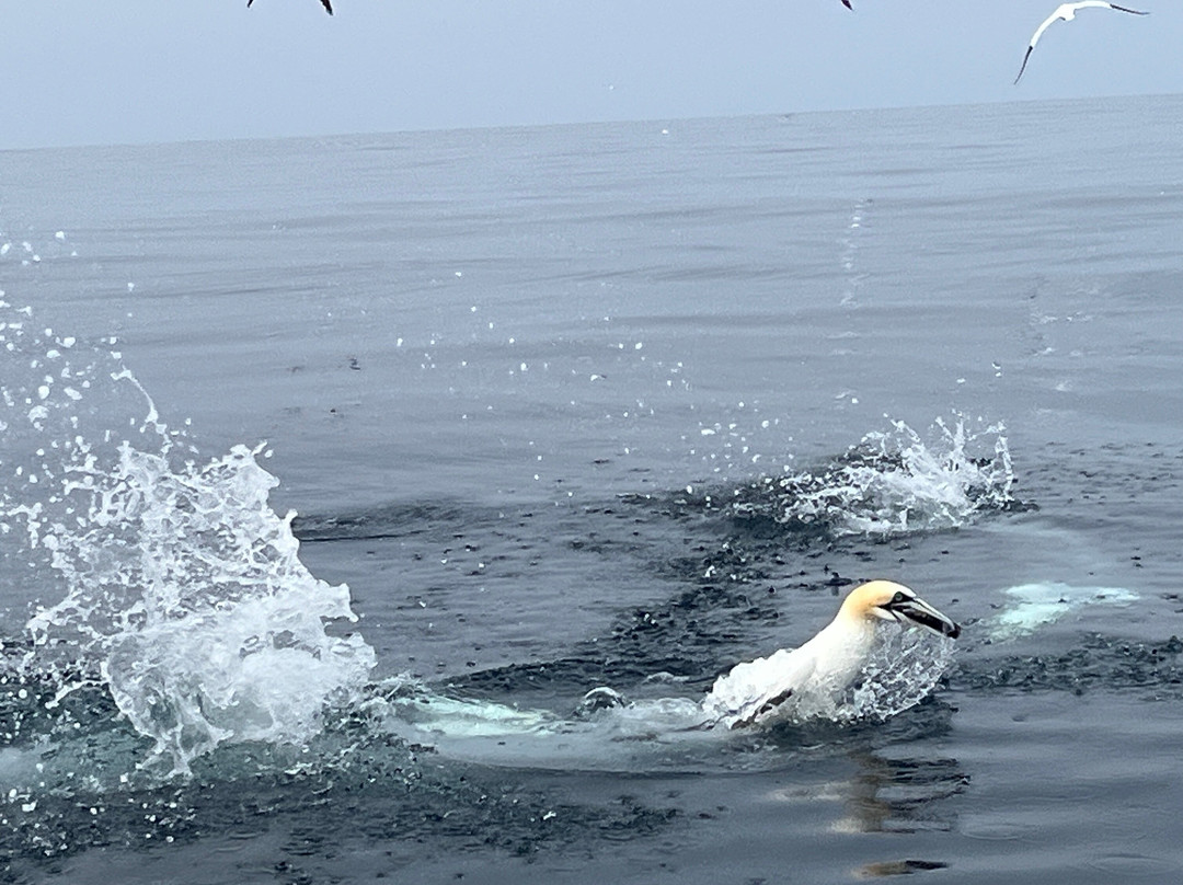 Seabirds and Seals - The Original Noss Boat Tours-Lerwick必去景点
