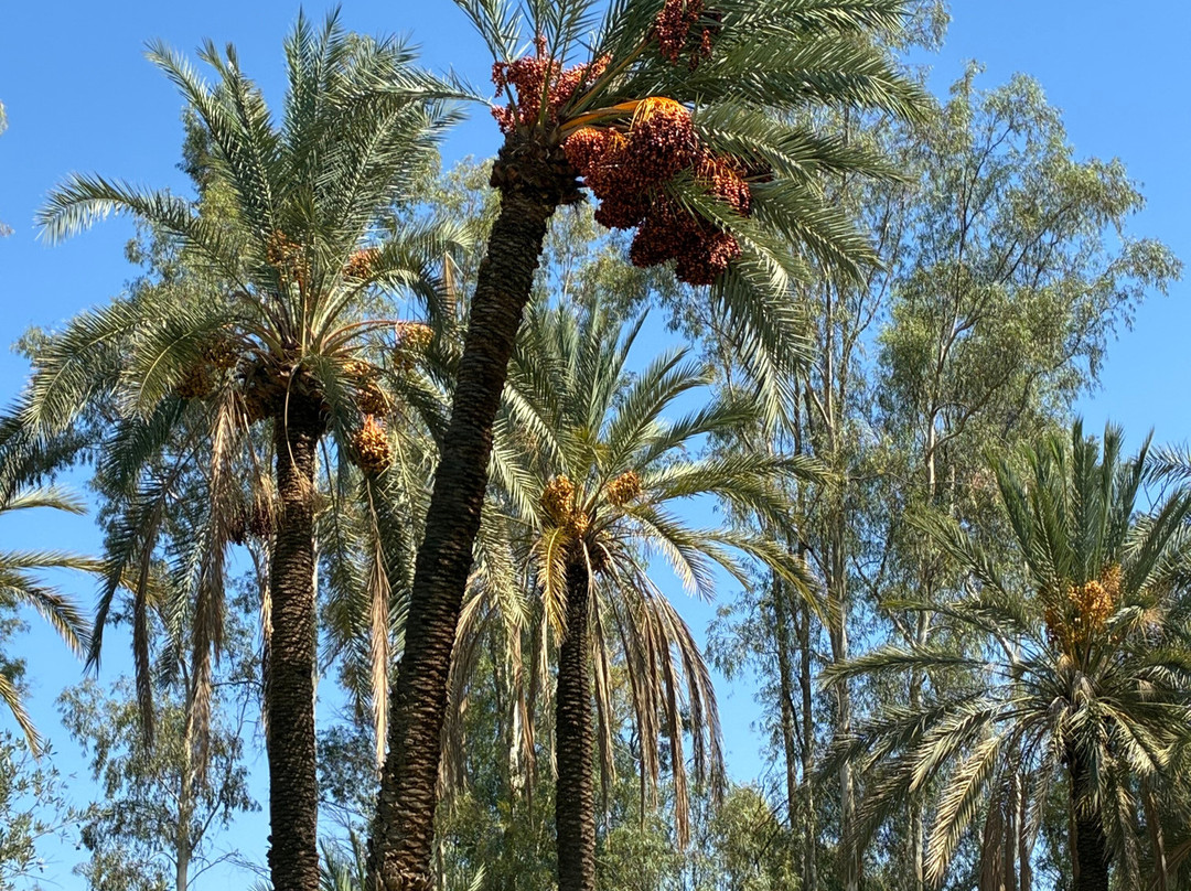 Royal Golf Marrakech-马拉喀什必去景点
