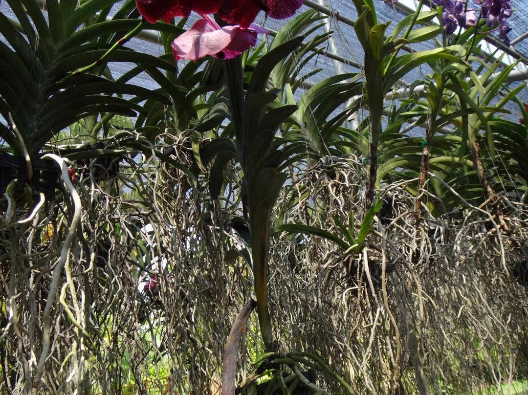 Mae Ram Orchid