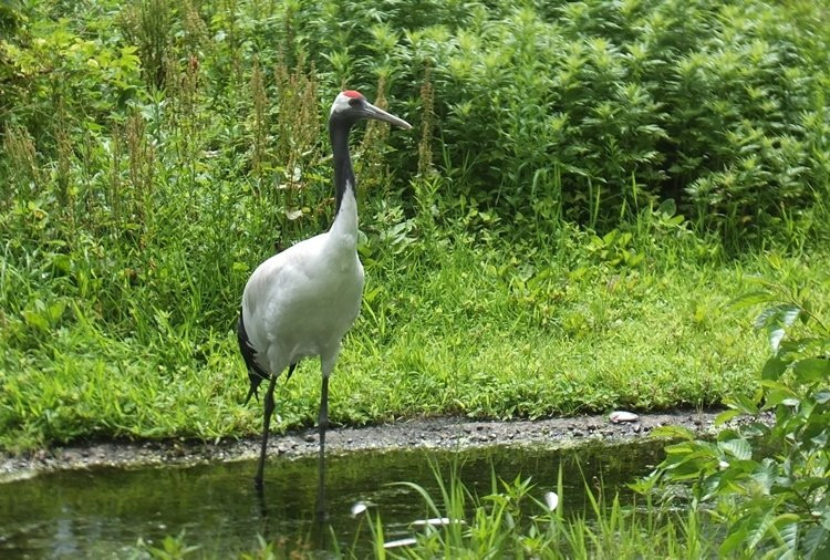 Tanchozuru Natural Park景点图片