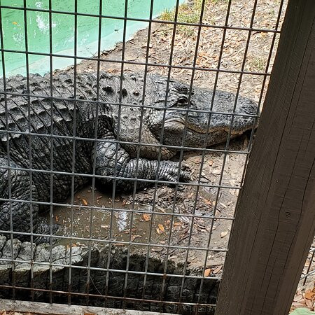 Edisto Island Serpentarium景点图片