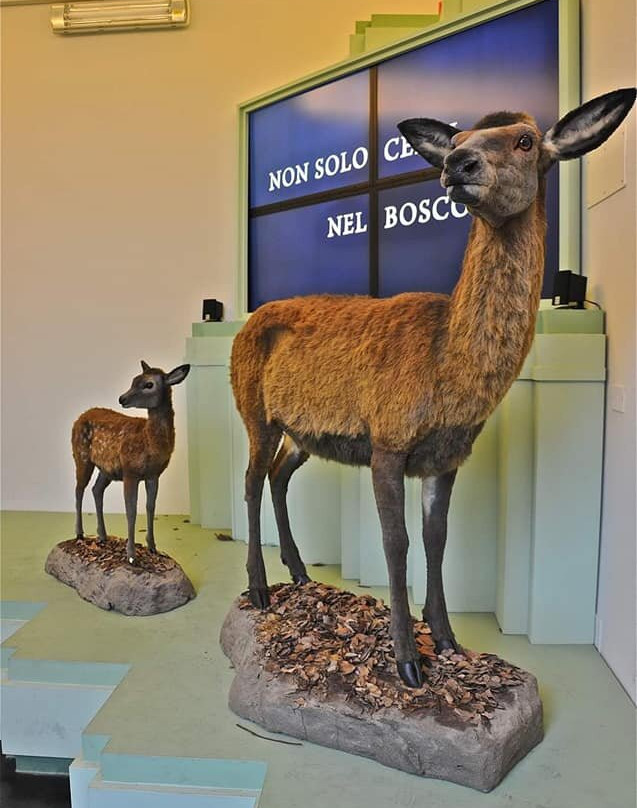 Museo Del Cervo E Del Bosco Della Mesola景点图片