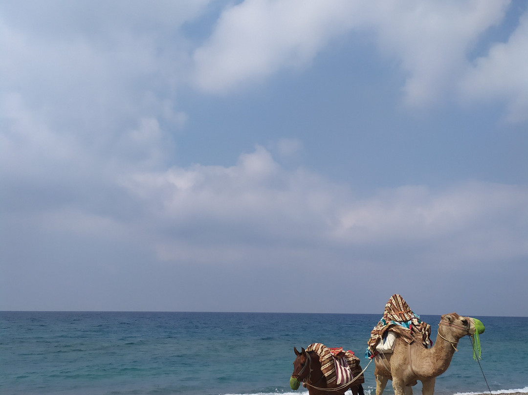 Otium Family Club Marine Beach主图