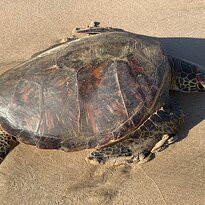 Sugar Beach-基黑必去景点