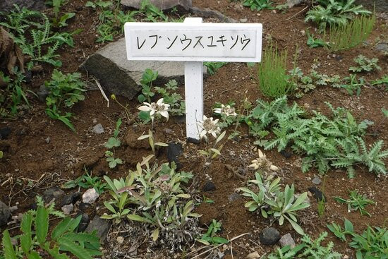 Takayama Botanical Garden景点图片