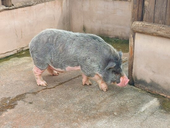 NACF Anseong Farmland-安城市必去景点