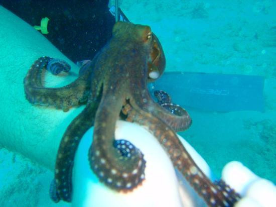 Waikiki Dive Center-火奴鲁鲁必去景点