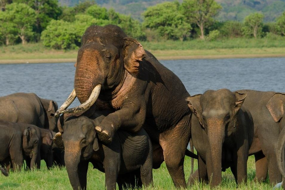 Srilanka Wild Safari Jeep tours