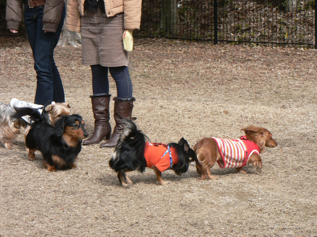 Dog Run at Kano Highway Rest Area