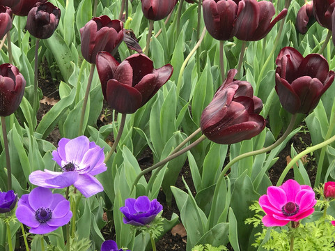 上海鲜花港-上海市必去景点