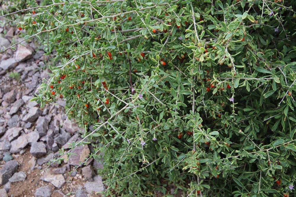 Desert Arboretum Park-坦佩必去景点