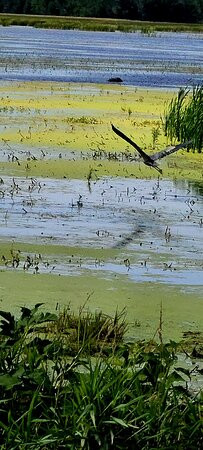 Montezuma National Wildlife Refuge景点图片